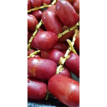 Natural Fresh Dates